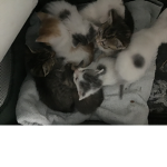 I love puppies and kittens and all animals