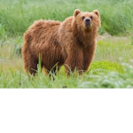The ArthurKingBear Group That Is Awesome