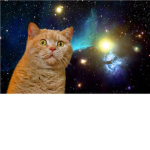space kittehz