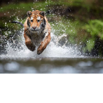 •Tiger Army•