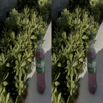 wwhelve