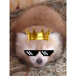 Red Panda Squad :)