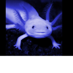 Axolotls are cute and fun