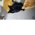 Leo (;