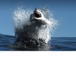 Sharks will rule the continent