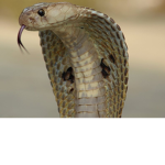 The Cobra Crew