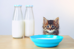 Milk Shrine.