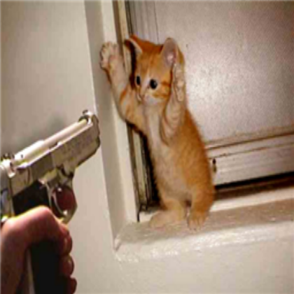 funny-cats-pictures Roblox decal