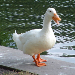 Scrummy ducks