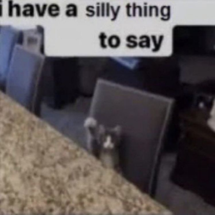 silly cat! Roblox decal