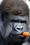 Swinging monkey clan