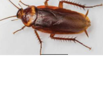 I love-Roaches