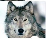 da wolfi group