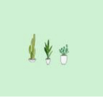 Officially cactus
