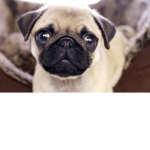 Pug Hangout
