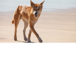 crazy dingos