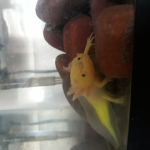 Axolotl Waddles YT Group