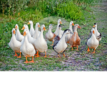 The Federation Of The Ducks