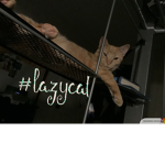 KITTYMASTERS