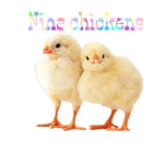 The chicken family and fun