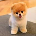 p u p p i e s s s s s s