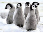 Sloth and Penguin Fan Group