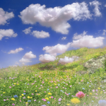 skye’s daisies