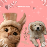 ʚ D o g s .glow. C a t s ɞ
