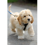 puppy and dogs club