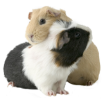 The guinea pig beaver group of fun