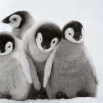 Babypenguin studios