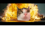 Cat corruption