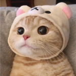 *'Lovecats'*
