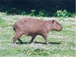 Capybara Club Group Thumbnail