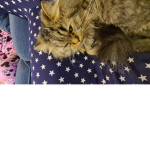Cats are soooo adorable