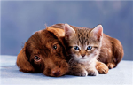 Animal Adorers