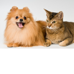 King Coolest Snowy Cat And King CoolestGamer24_7