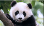 :) panda squad