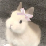 coquette bunnies