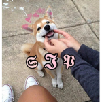 Shiba Inu pack by Tiffany