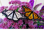 The nice butterfly’s