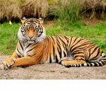 TIGER rule