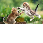 Cat's In a National Spy! (Pew Pew Pew)