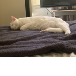 Vibing kitty group