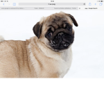 Pug Legends