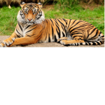TIGER SELECTION