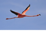 Flying Flamingos :D