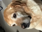 Adam Dogs