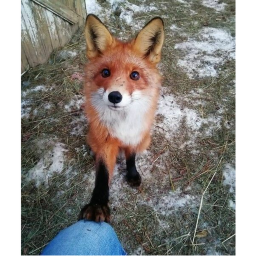 foxy lil obby