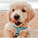 •Puppys Rainbow Clothing•